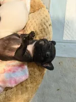 Black Rob, a male French Bulldog for sale in El Sobrante, CA – Photo 3 of 9