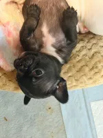 Black Rob, a male French Bulldog for sale in El Sobrante, CA – Photo 6 of 9