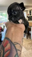 Black Rob, a male French Bulldog for sale in El Sobrante, CA – Photo 2 of 9