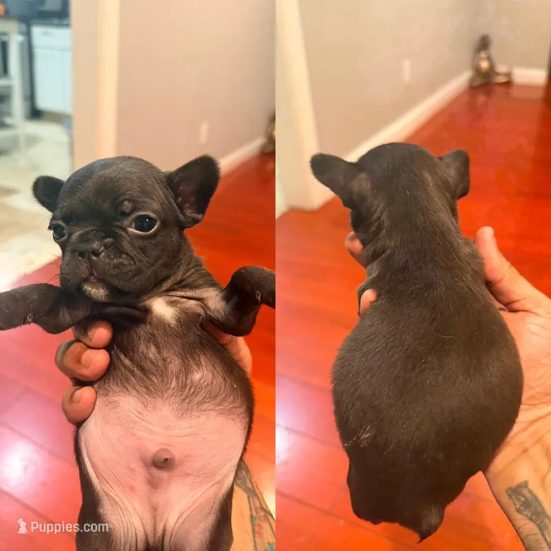 Black Rob – French Bulldog puppy for sale in El Sobrante, CA