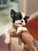 Big Mac, a male French Bulldog for sale in El Sobrante, CA – Photo 2 of 6