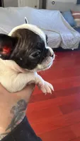 Big Mac, a male French Bulldog for sale in El Sobrante, CA – Photo 5 of 6