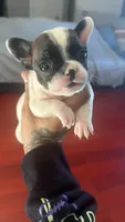 Big Mac, a male French Bulldog for sale in El Sobrante, CA – Photo 3 of 6