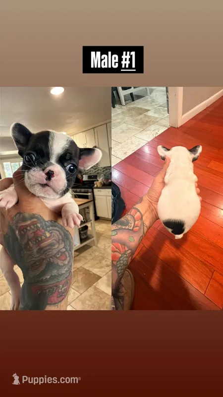 Big Mac – French Bulldog puppy for sale in El Sobrante, CA