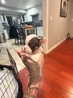Miss Daisie, a female French Bulldog for sale in El Sobrante, CA – Photo 6 of 7