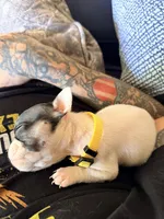 Miss Daisie, a female French Bulldog for sale in El Sobrante, CA – Photo 2 of 7