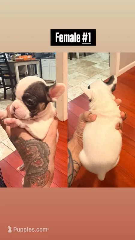 Miss Daisie – French Bulldog puppy for sale in El Sobrante, CA
