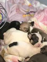 Miss Daisie, a female French Bulldog for sale in El Sobrante, CA – Photo 5 of 7