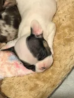 Miss Daisie, a female French Bulldog for sale in El Sobrante, CA – Photo 4 of 7