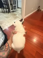 Miss Daisie, a female French Bulldog for sale in El Sobrante, CA – Photo 3 of 7