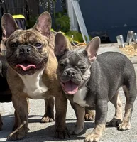 Lady, a female French Bulldog for sale in El Sobrante, CA – Photo 7 of 7