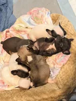 Lady, a female French Bulldog for sale in El Sobrante, CA – Photo 2 of 7