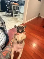 Lady, a female French Bulldog for sale in El Sobrante, CA – Photo 3 of 7