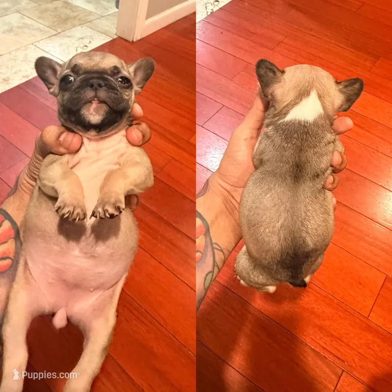 Lady – French Bulldog puppy for sale in El Sobrante, CA