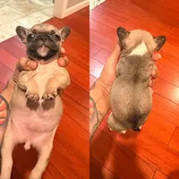 Lady, a female French Bulldog for sale in El Sobrante, CA – Photo 1 of 7