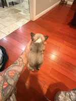 Lady, a female French Bulldog for sale in El Sobrante, CA – Photo 4 of 7