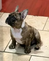 Pretty Ricky, a male French Bulldog for sale in El Sobrante, CA – Photo 4 of 6
