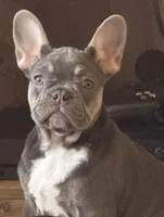 Pretty Ricky, a male French Bulldog for sale in El Sobrante, CA – Photo 5 of 6