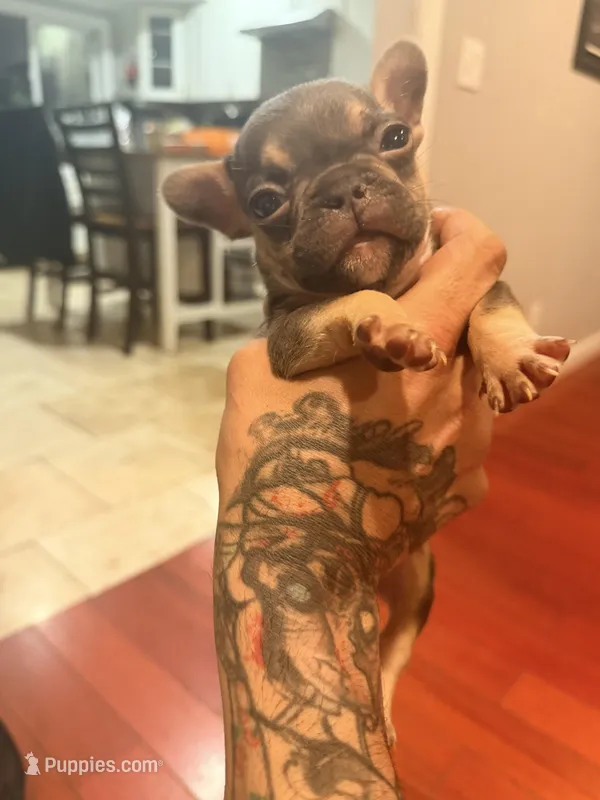 Pretty Ricky – French Bulldog puppy for sale in El Sobrante, CA