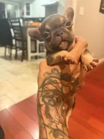 Pretty Ricky, a male French Bulldog for sale in El Sobrante, CA – Photo 1 of 6