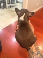 Pretty Ricky, a male French Bulldog for sale in El Sobrante, CA – Photo 3 of 6