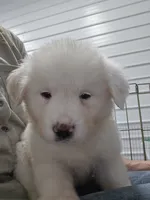 Bear, a male Great Pyrenees for sale in Conroe, TX – 3 of 9