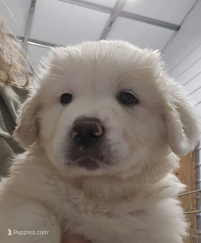 Cotton – Great Pyrenees puppy for sale in Conroe, TX