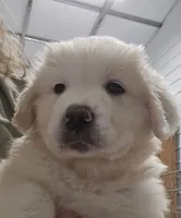 Cotton, a female Great Pyrenees for sale in Conroe, TX – 1 of 8