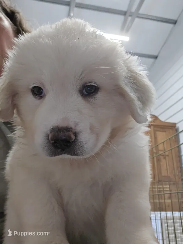 Roux – Great Pyrenees puppy for sale in Conroe, TX