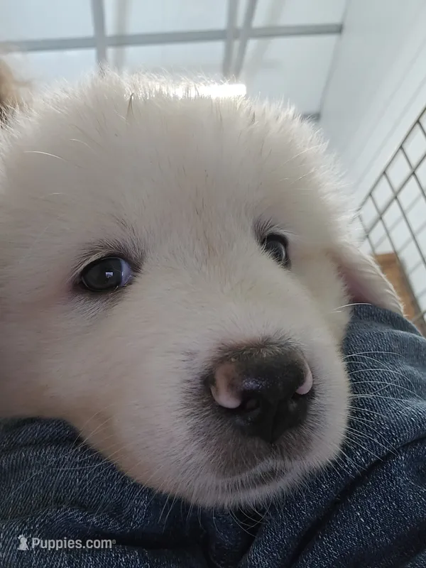 Poppy  – Great Pyrenees puppy for sale in Conroe, TX