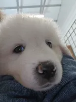Poppy , a female Great Pyrenees for sale in Conroe, TX – 1 of 8