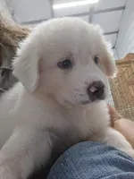 Scout, a male Great Pyrenees for sale in Conroe, TX – 10 of 10