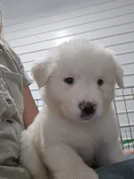 Bear, a male Great Pyrenees for sale in Conroe, TX – 6 of 9
