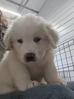 Cotton, a female Great Pyrenees for sale in Conroe, TX – 3 of 8