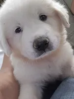 Rainier , a male Great Pyrenees for sale in Conroe, TX – 6 of 6