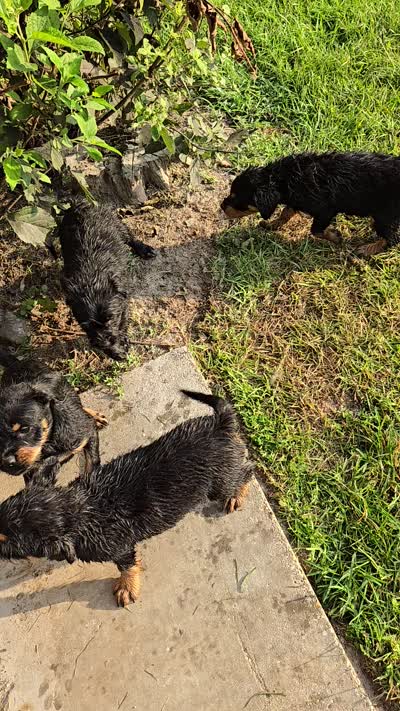 Pistachio , a male Fox Terrier for sale in Conroe, TX – 3 of 3