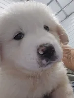 Scout, a male Great Pyrenees for sale in Conroe, TX – 6 of 10