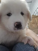 Scout, a male Great Pyrenees for sale in Conroe, TX – 1 of 10