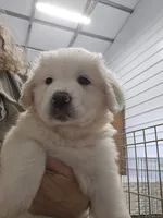 Roux, a female Great Pyrenees for sale in Conroe, TX – 5 of 8