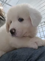 Poppy , a female Great Pyrenees for sale in Conroe, TX – 7 of 8