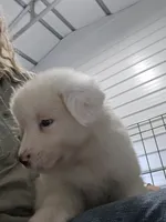 Bear, a male Great Pyrenees for sale in Conroe, TX – 7 of 9