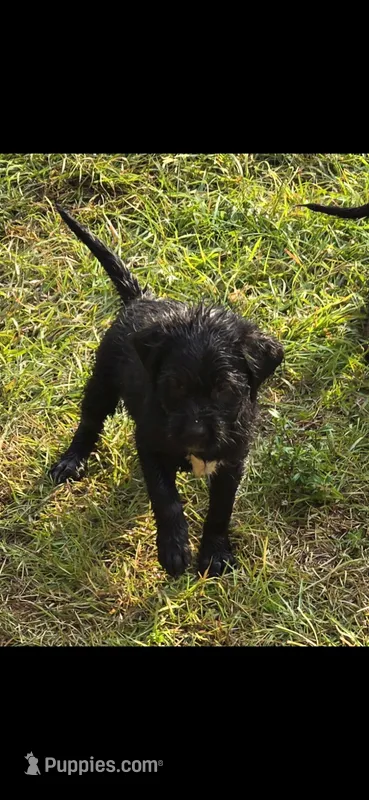 Domino – Fox Terrier puppy for sale in Conroe, TX