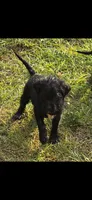 Domino, a male Fox Terrier for sale in Conroe, TX – 1 of 3