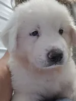 Rainier , a male Great Pyrenees for sale in Conroe, TX – 2 of 6
