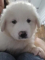 Scout, a male Great Pyrenees for sale in Conroe, TX – 3 of 10