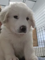 Roux, a female Great Pyrenees for sale in Conroe, TX – 2 of 8