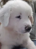 Rainier , a male Great Pyrenees for sale in Conroe, TX – 4 of 6
