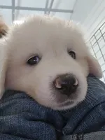 Poppy , a female Great Pyrenees for sale in Conroe, TX – 8 of 8