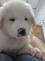 Scout, a male Great Pyrenees for sale in Conroe, TX – 2 of 10