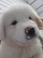 Scout, a male Great Pyrenees for sale in Conroe, TX – 5 of 10